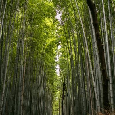 零之战线日服下载
